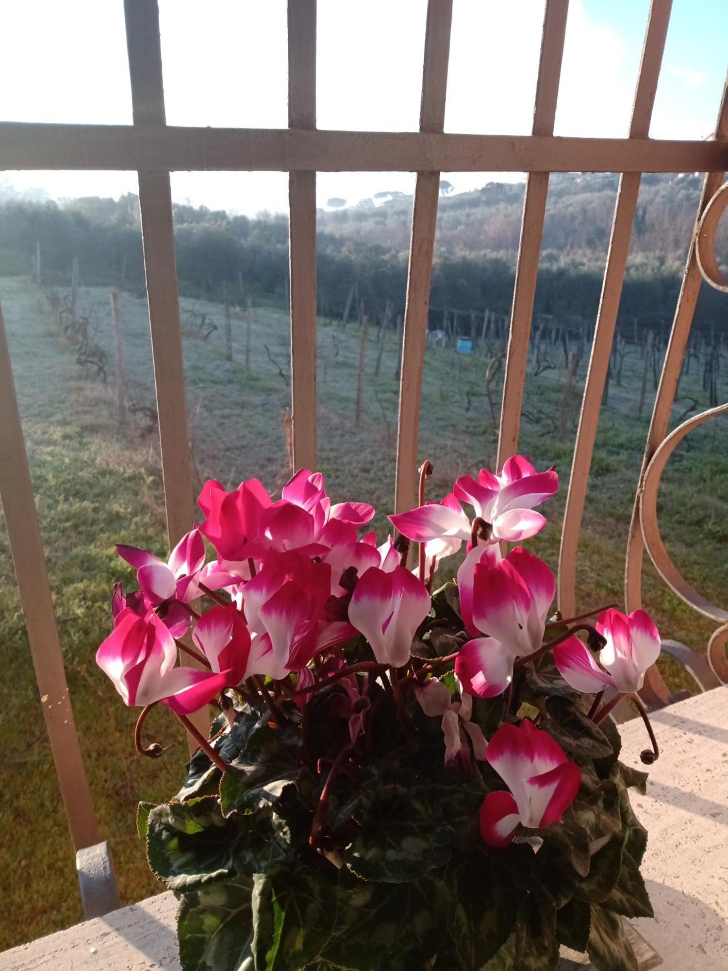 Poggio Agli Ulivi Villa Frascati Luaran gambar